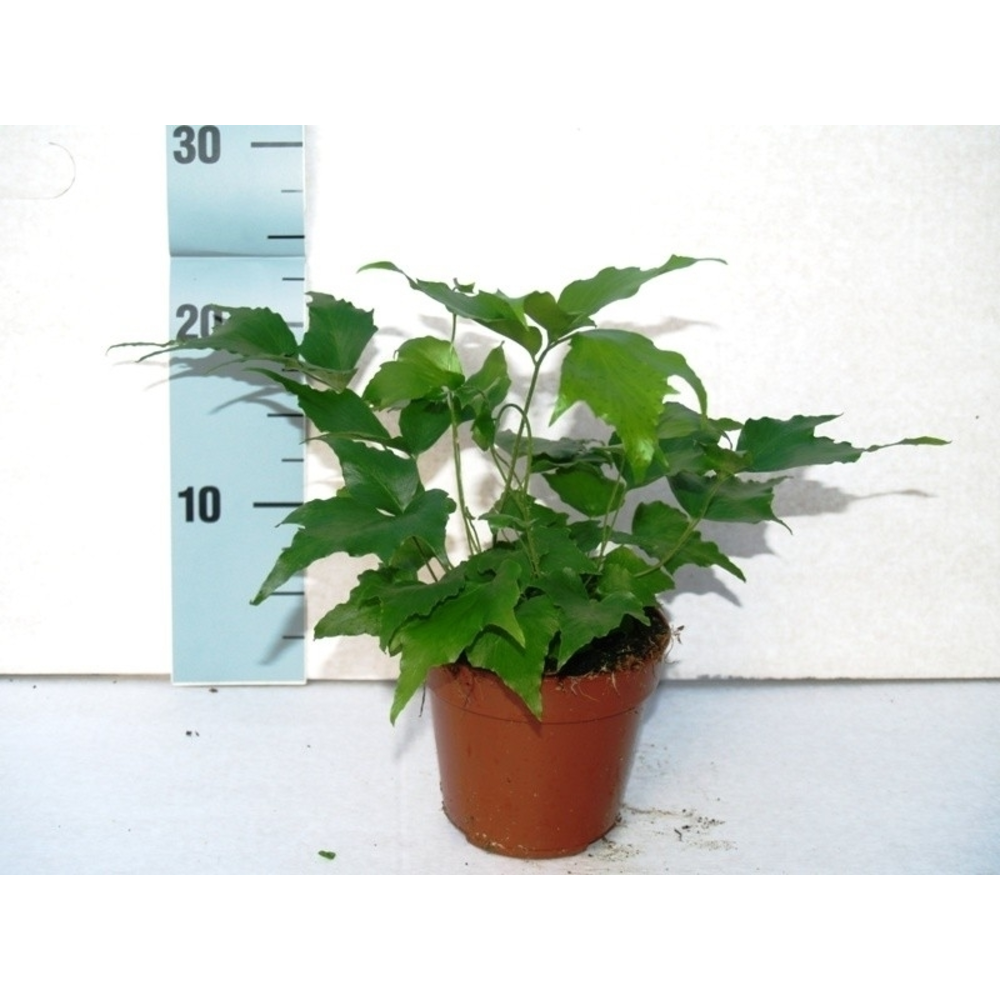 Cyrtomium Falcatum (Winterhard).