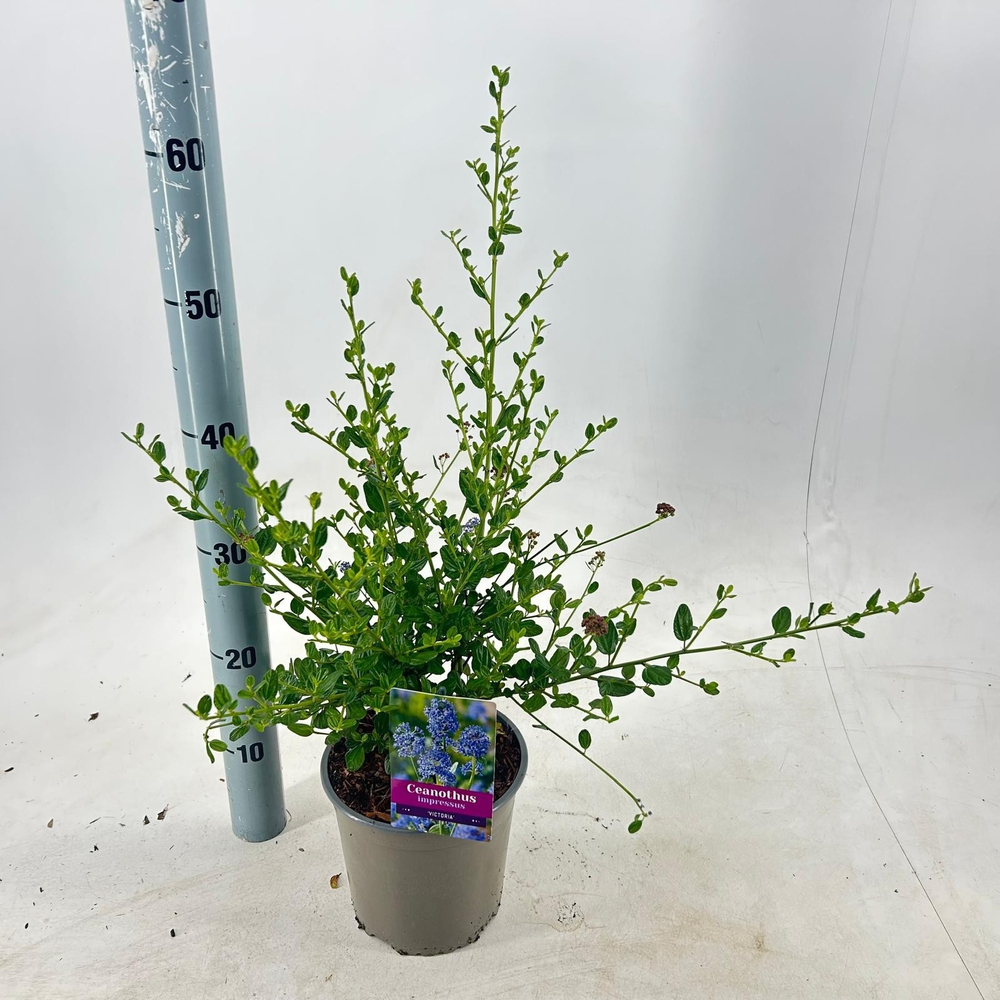 Ceanothus impressus 'Victoria'.