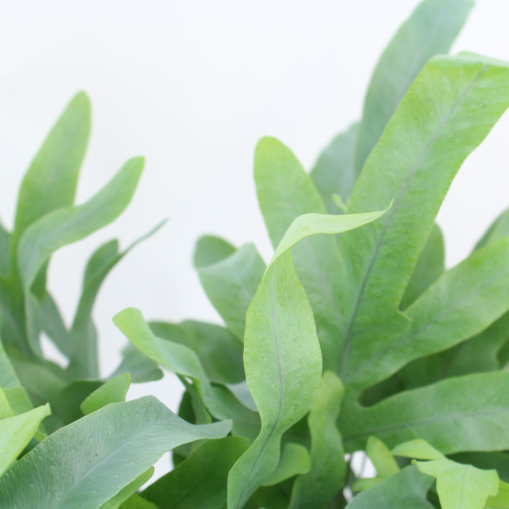 Phlebodium 'Blue Fern' - Air So Pure Disc.
