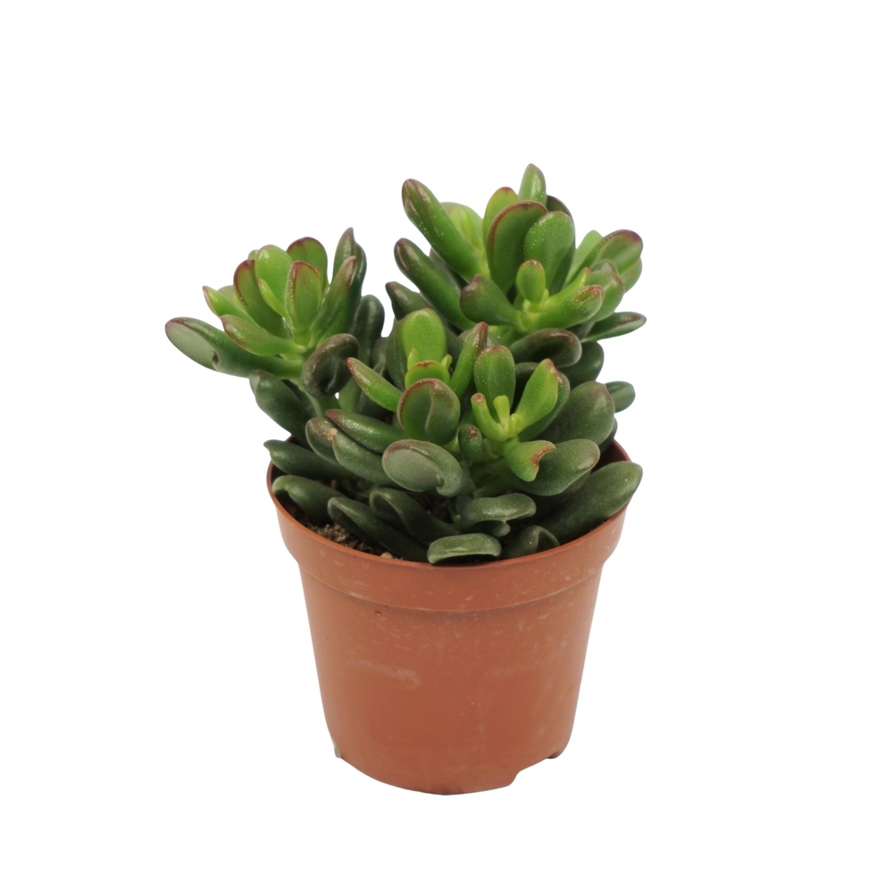 Crassula gandalf 8,5 cm.