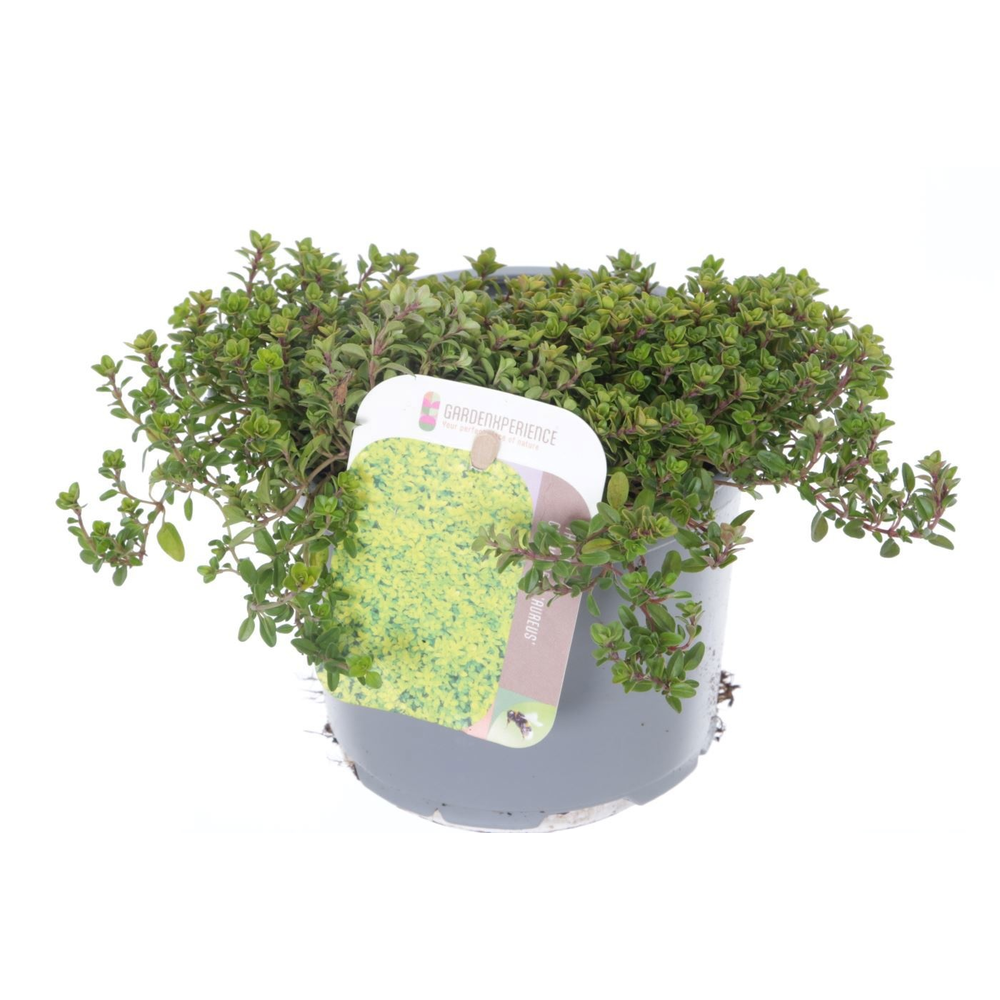 Thymus citr. Aureus.