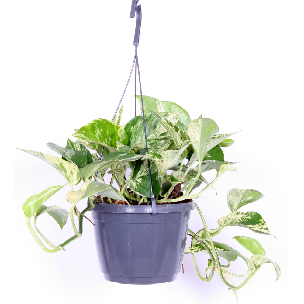 Epipremnum pinn. 'Marble Queen'.