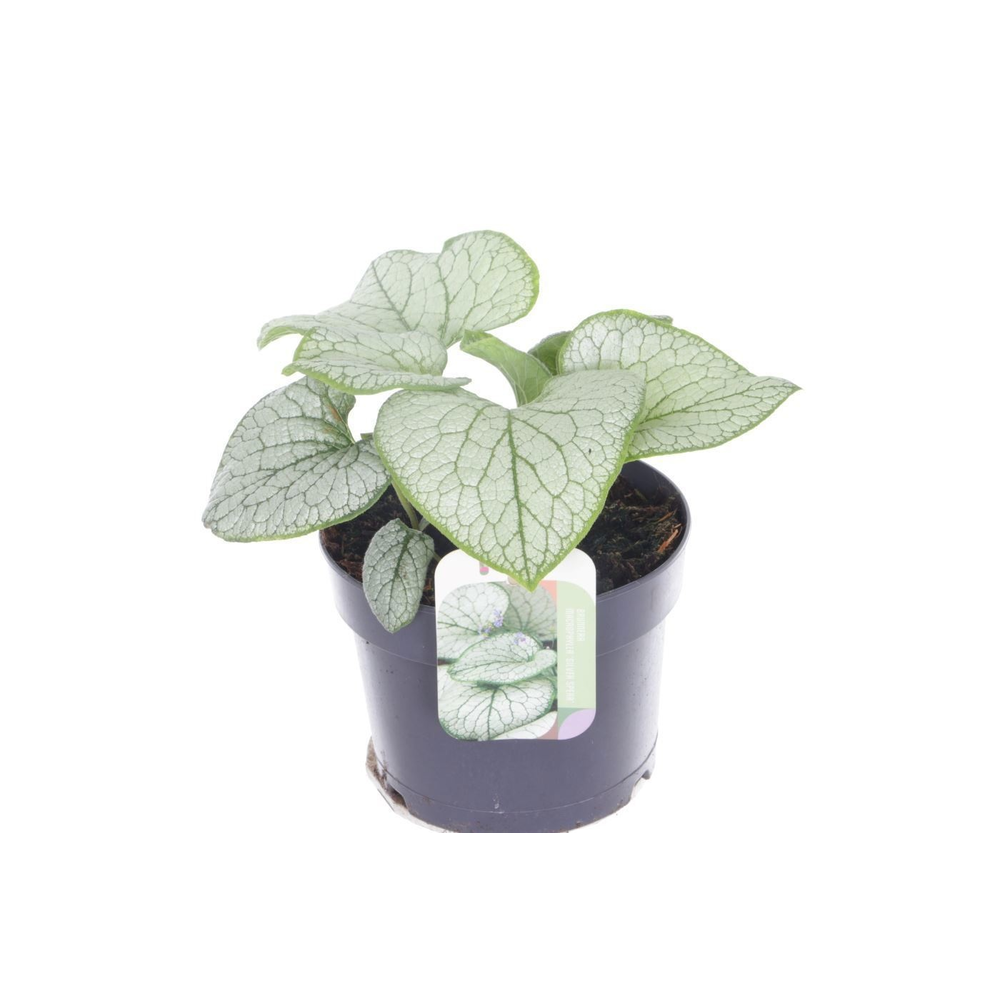 Brunnera Silver Spear.