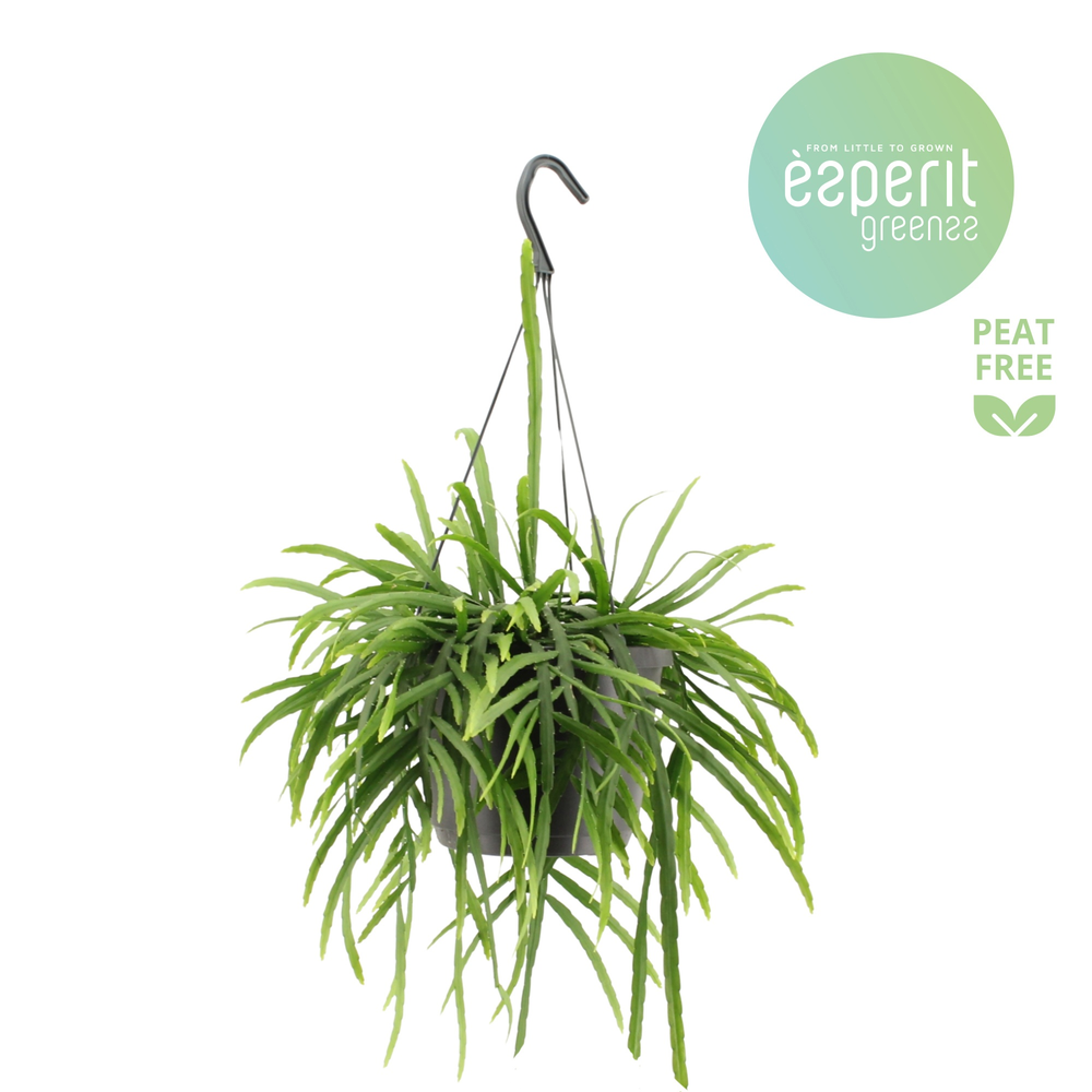 Lepismium Bolivianum hangpot.