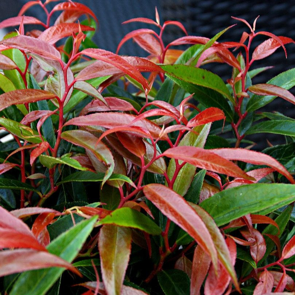 Leucothoë keiskei 'Burning Love'.
