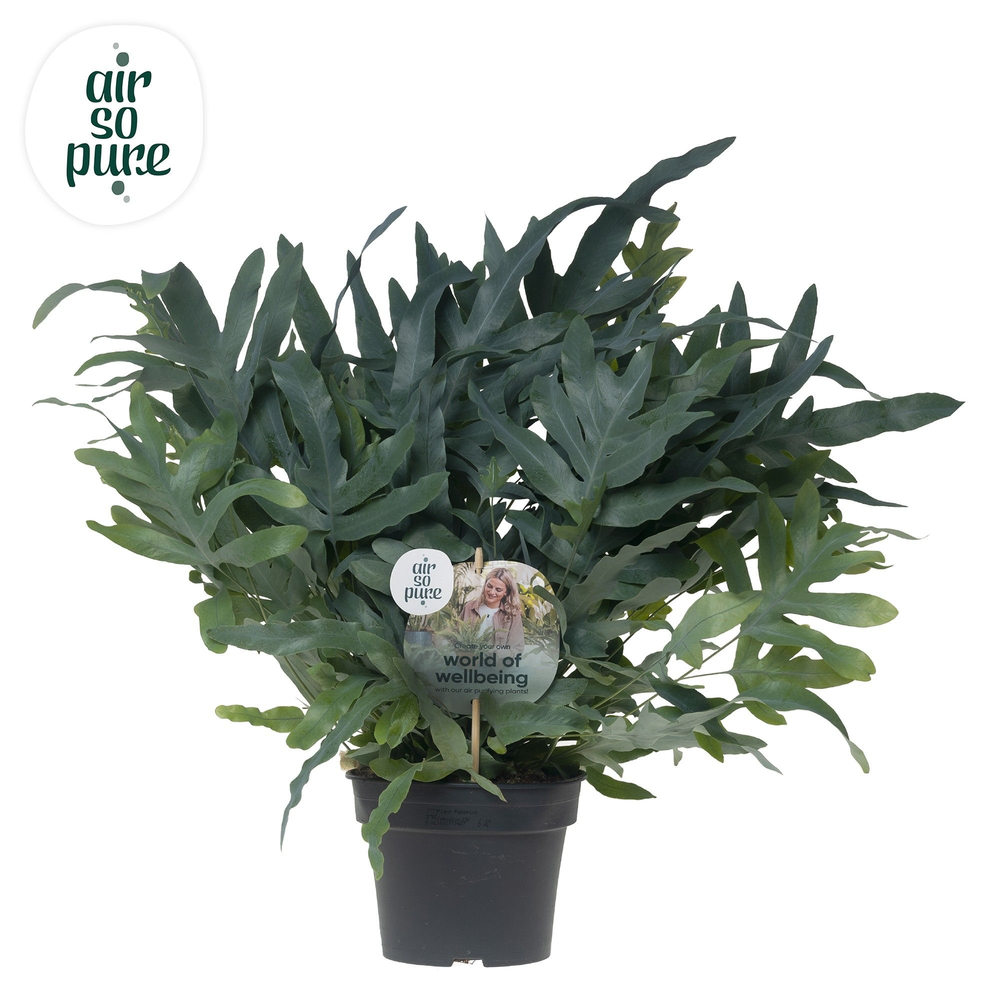 Phlebodium 'Blue Fern' - Air So Pure Disc.
