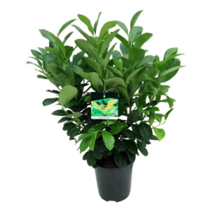 Prunus laur. 'Etna'.