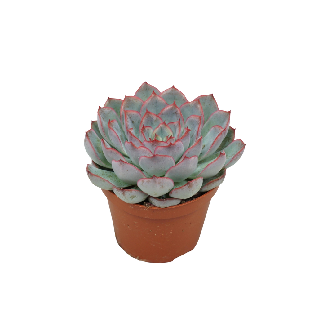 Echeveria hercules 8,5 cm.
