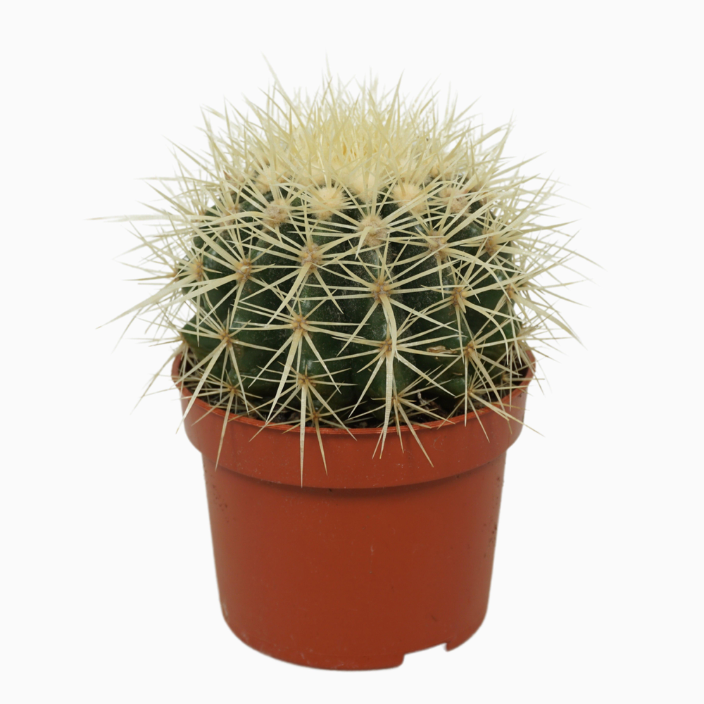 Echinocactus grusonii 10,5 cm.