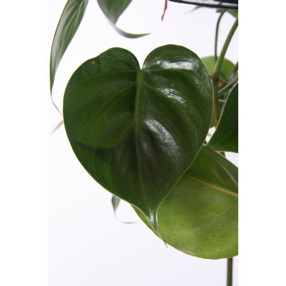 Philodendron Scandens (Hang).