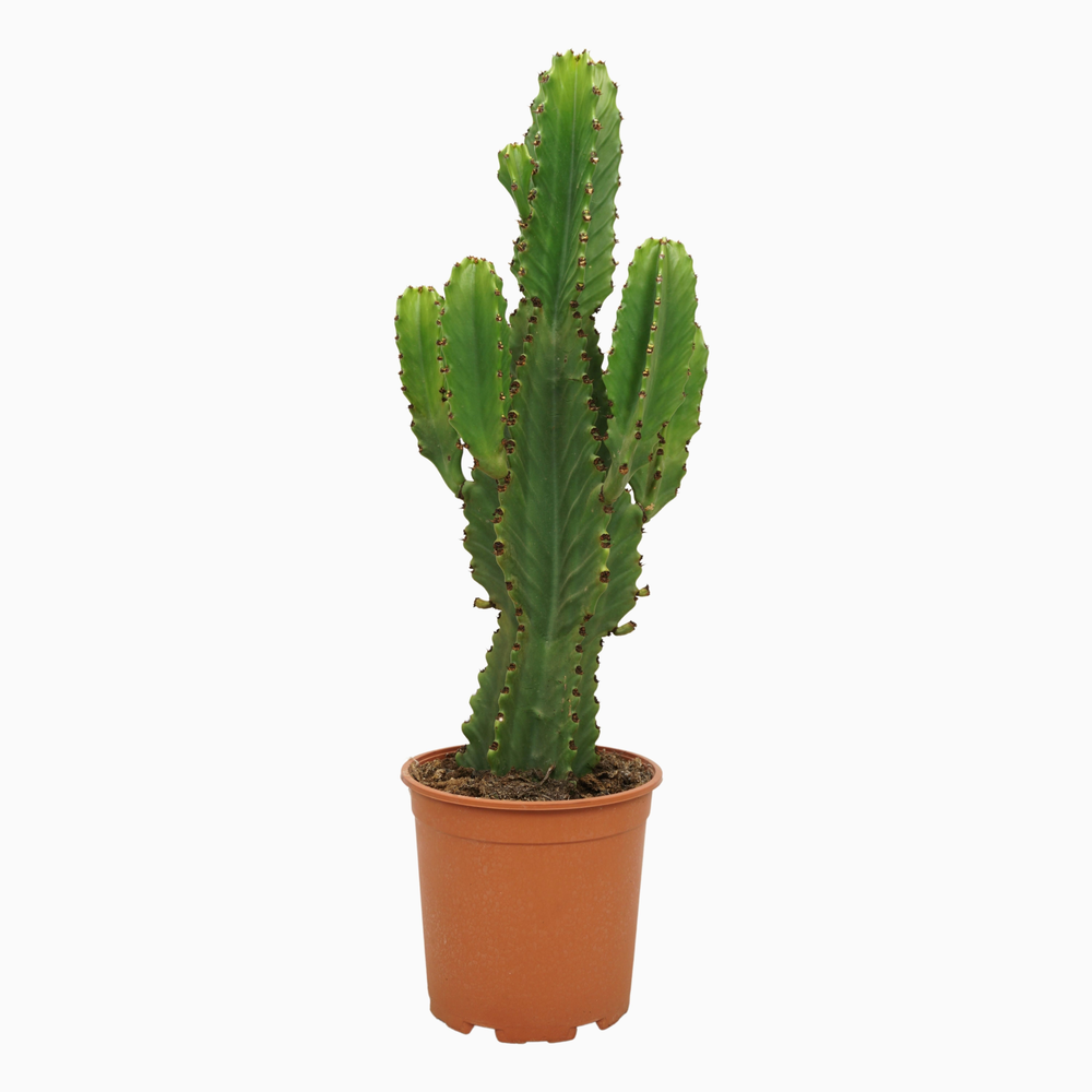 Euphorbia ingens 21 cm.