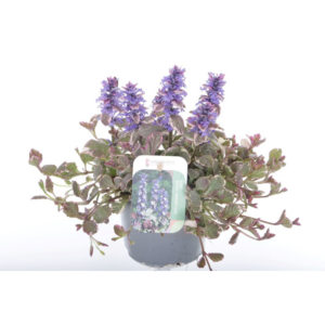Ajuga reptans Burgundy Glow.