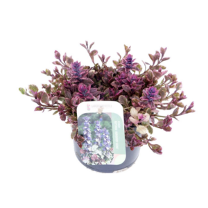 Ajuga reptans Burgundy Glow.