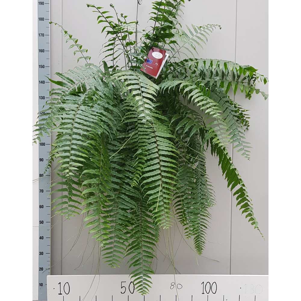 Nephrolepis Bisserata Macho 35cm.
