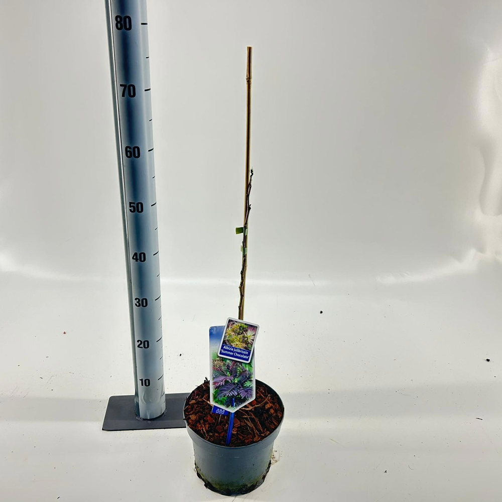 Albizia julibrissin 'Summer Chocolate' PBR.