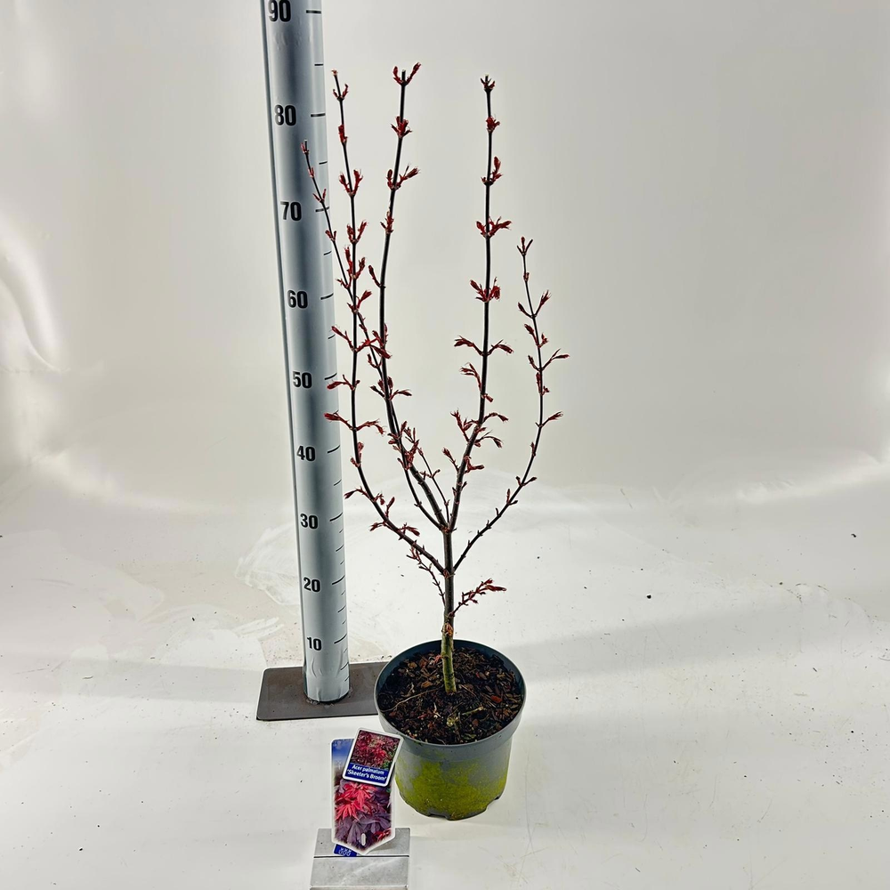 Acer pal. 'Skeeters Broom'.