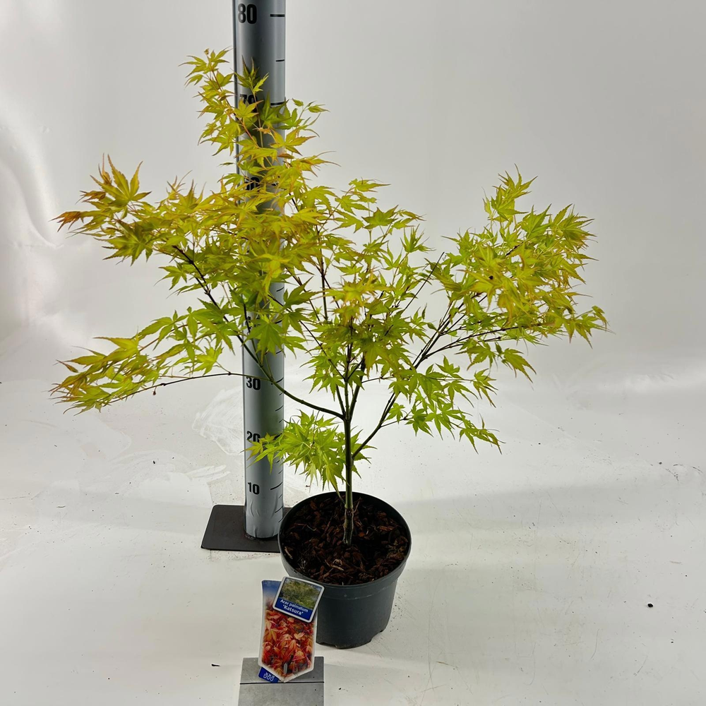 Acer pal. 'Katsura'.