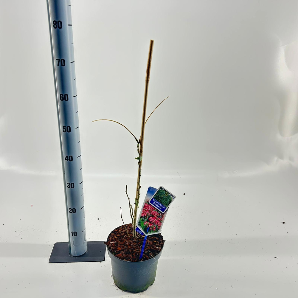 Albizia julibrissin Ombrella® ('Boubri'PBR).
