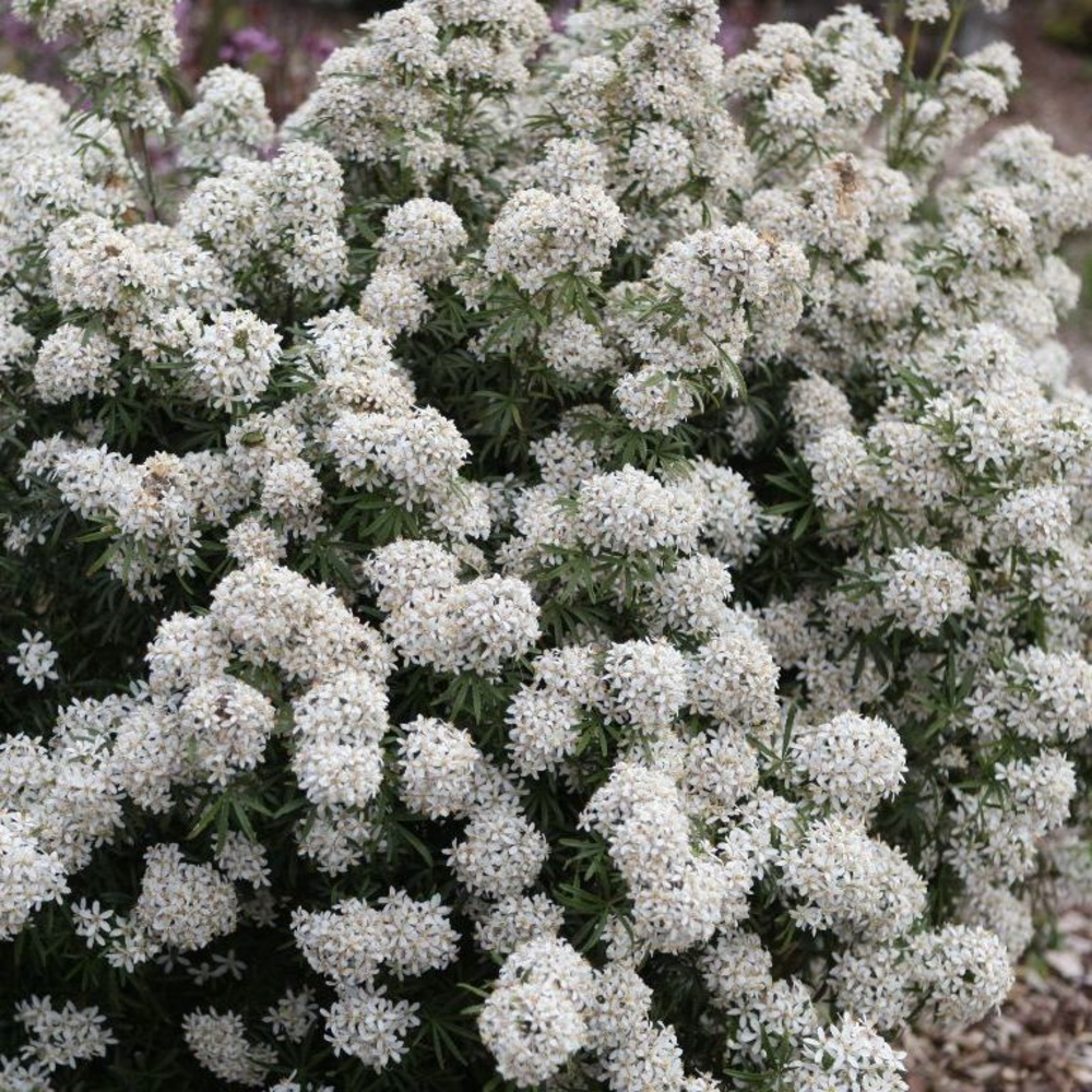 Choisya White Dazzler ('Londaz'PBR).