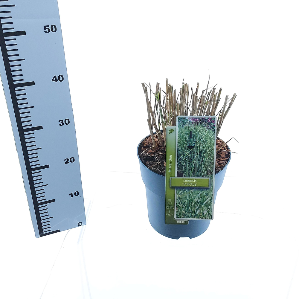 Miscanthus sin. 'Strictus'.
