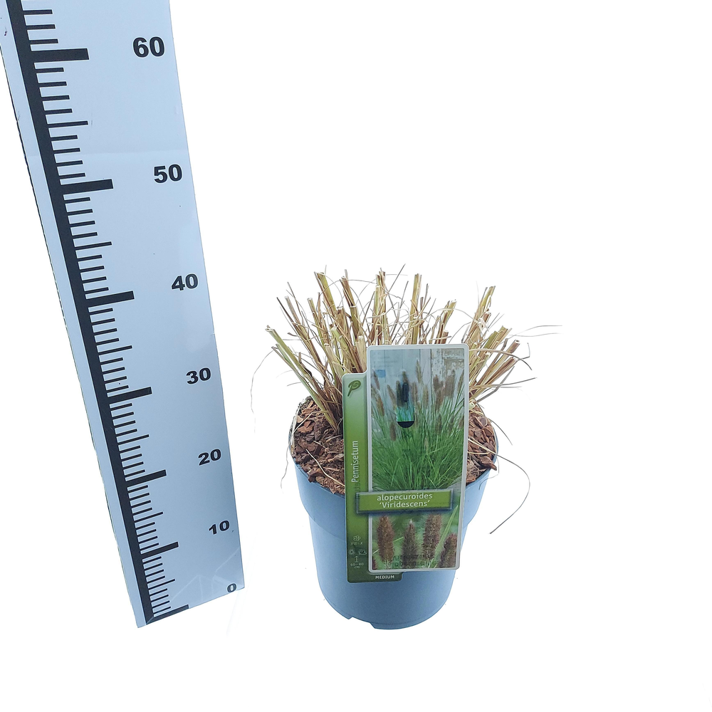 Pennisetum alopecuroides 'Viridescens'.