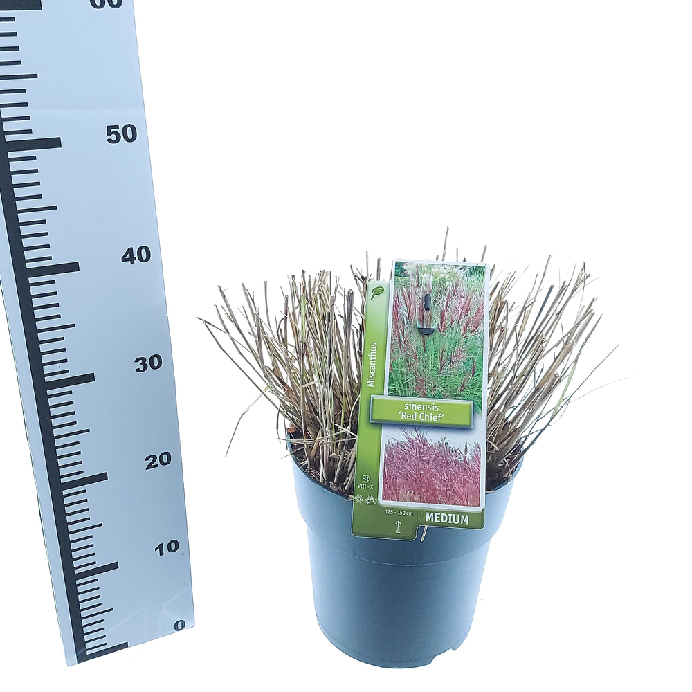 Miscanthus sin. 'Red Chief'.