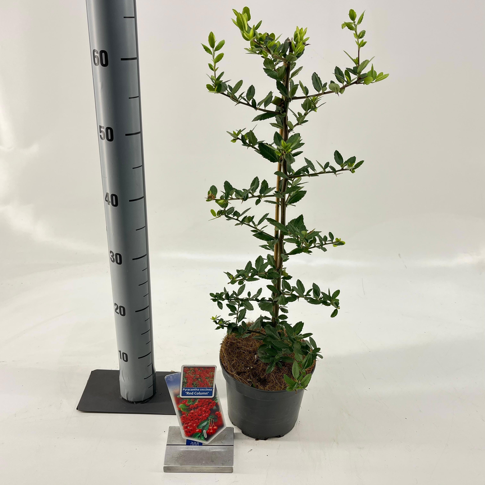 Pyracantha 'Red Column'.