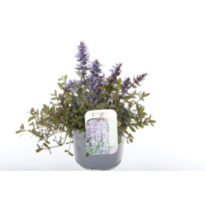 Ajuga reptans Chocolate Chips.