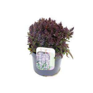 Ajuga reptans Chocolate Chips.