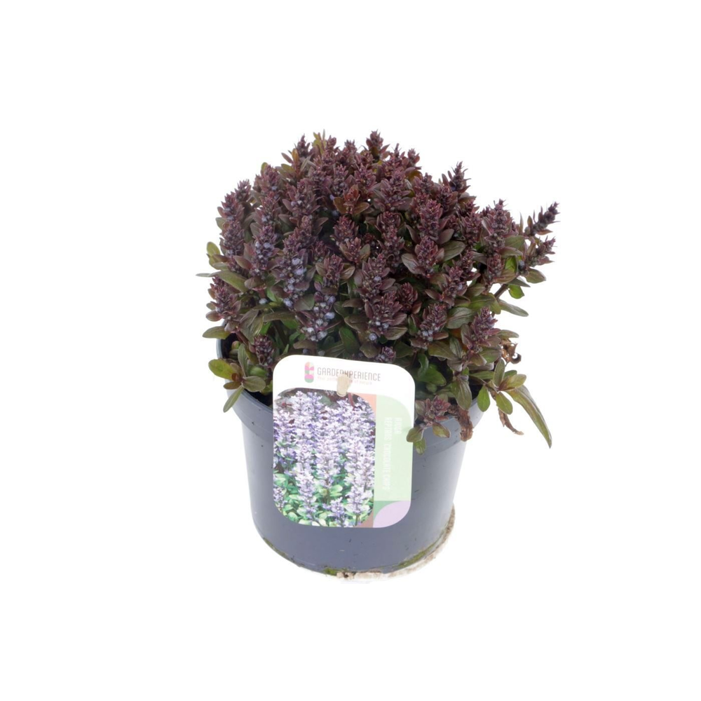 Ajuga reptans Chocolate Chips.