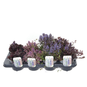 Ajuga reptans mix tray.
