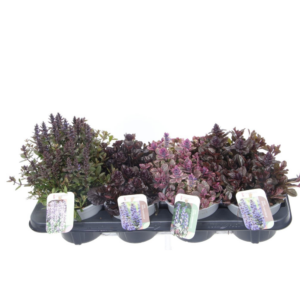 Ajuga reptans mix tray.