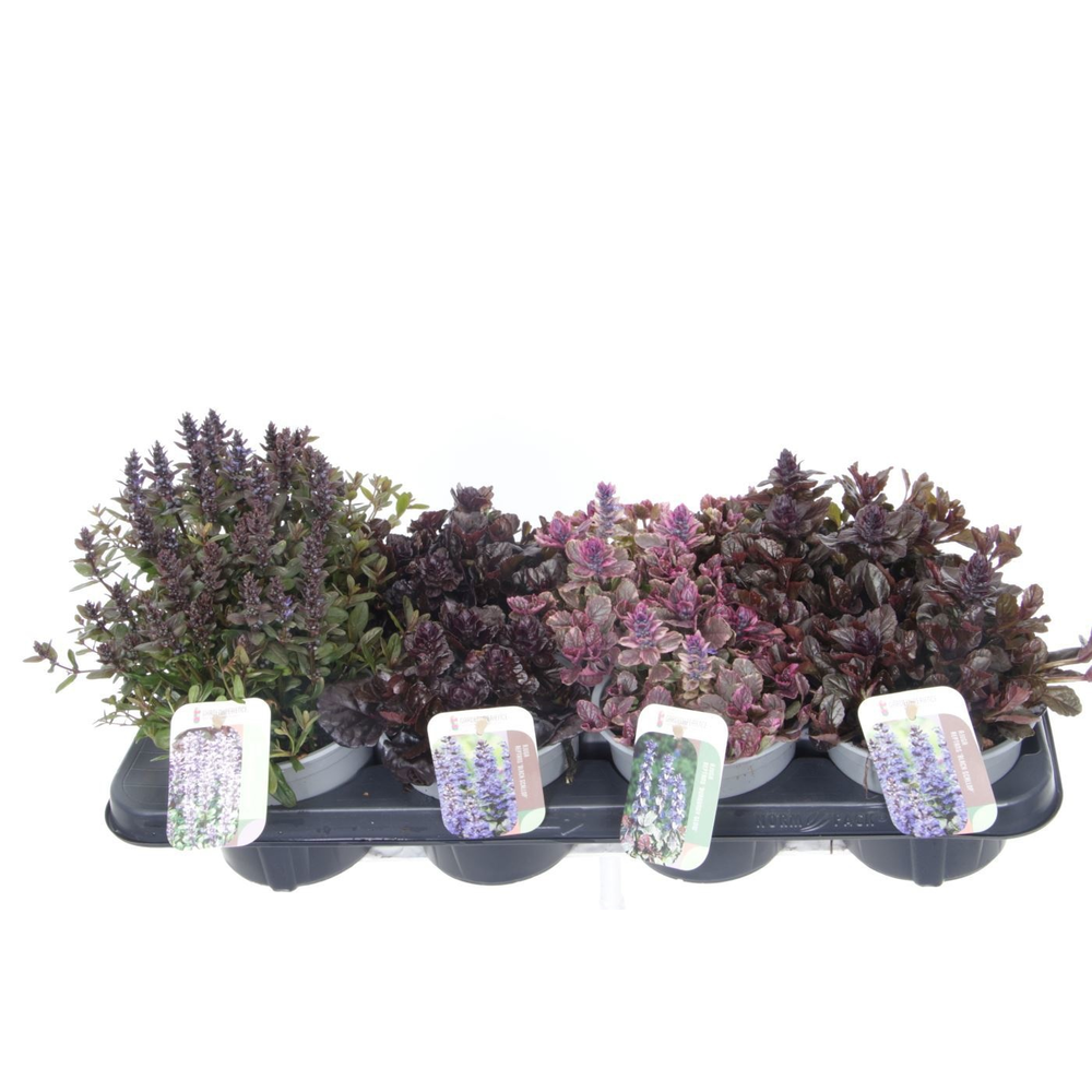 Ajuga reptans mix tray.