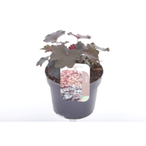 Heuchera micr. Palace Purple.