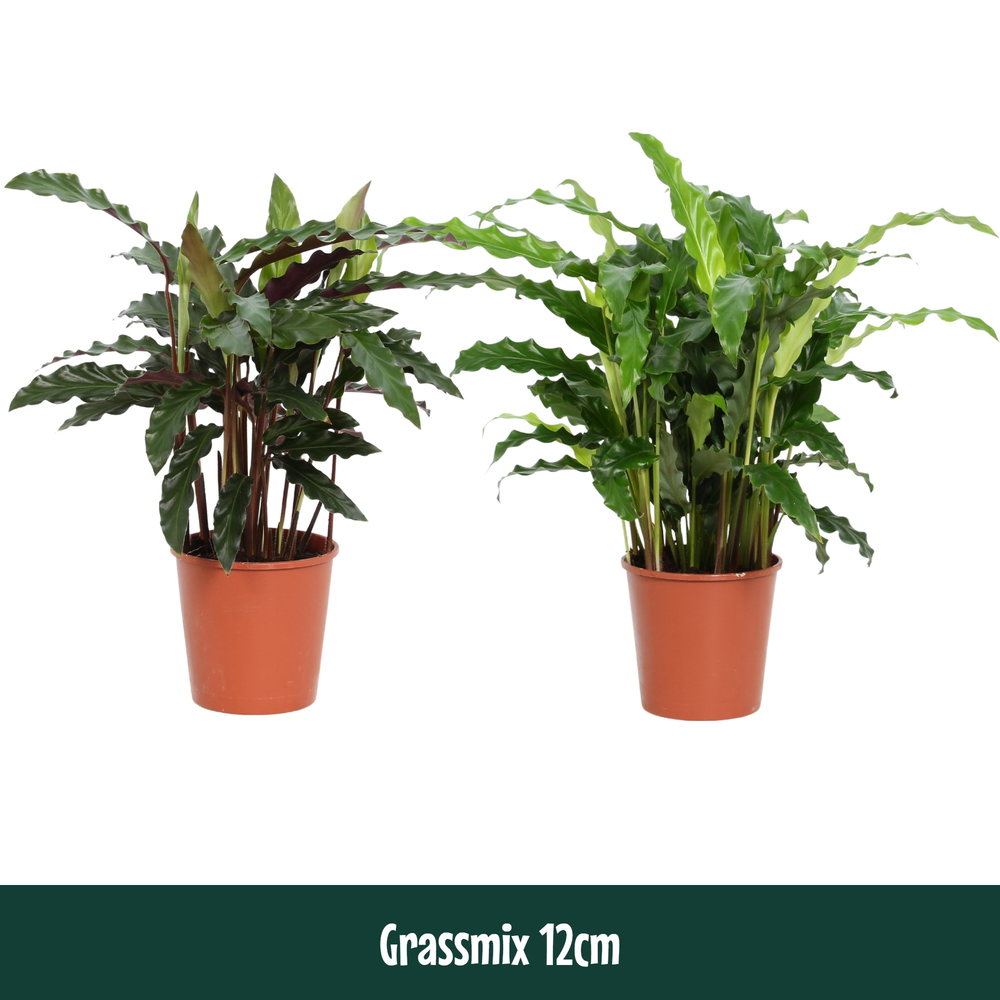 Calathea 12cm Grassmix.