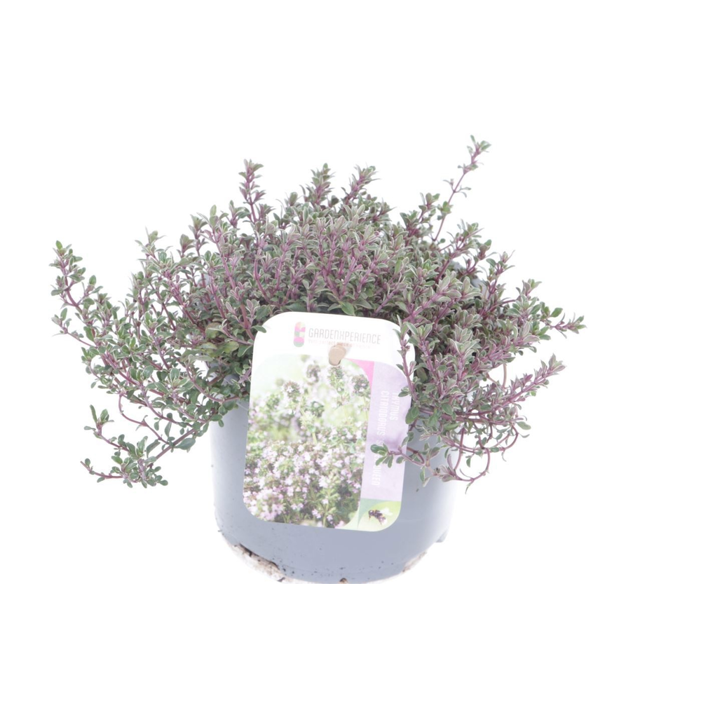Thymus citr. Silver Queen.
