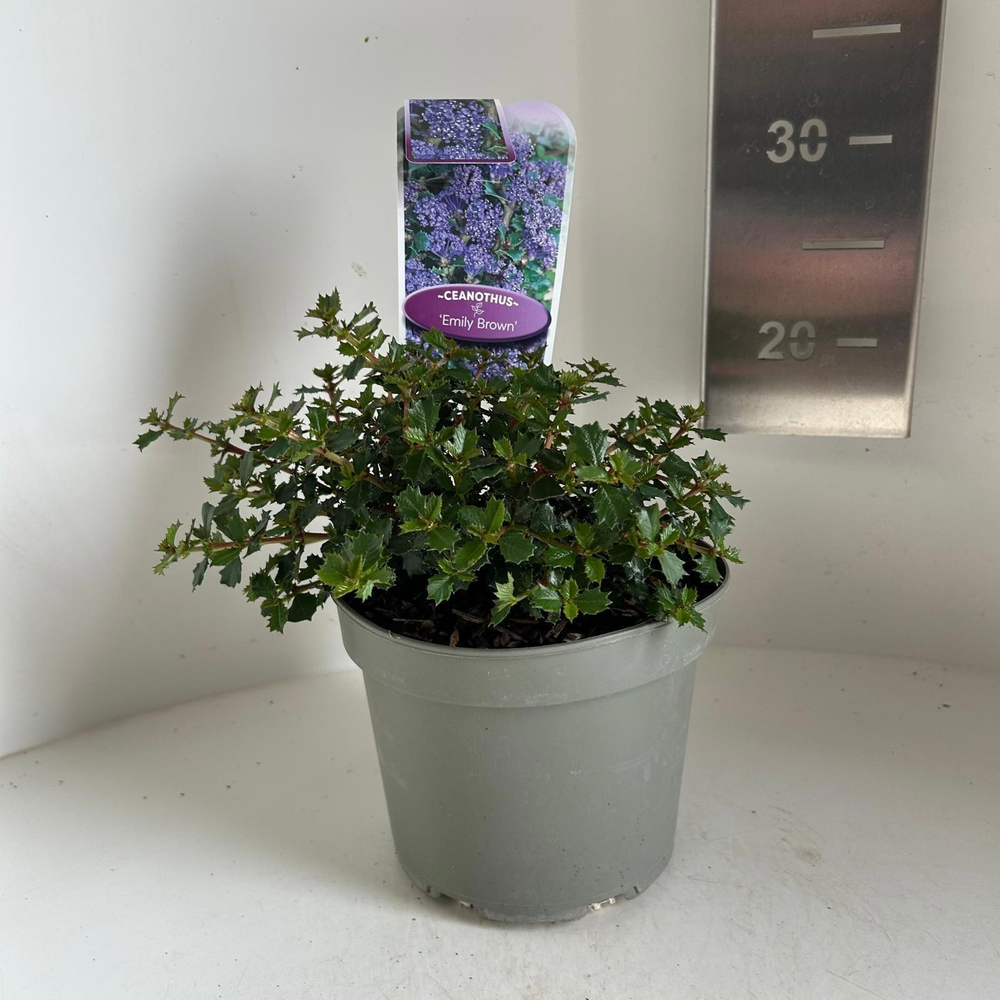 Ceanothus 'Emily Brown'.