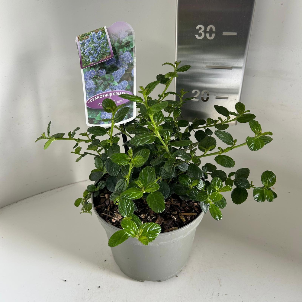 Ceanothus griseus 'Yankee Point'.