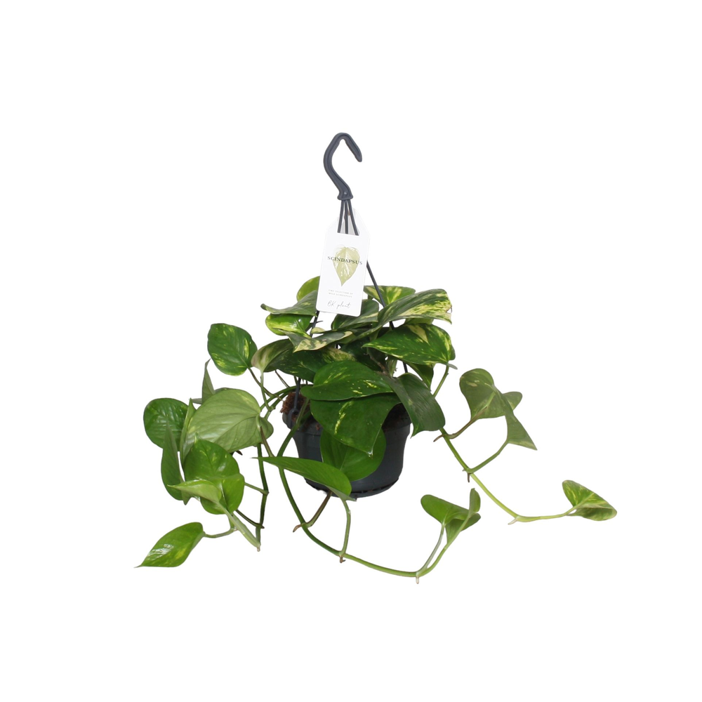 Epipremnum Scindapsus hangpot.