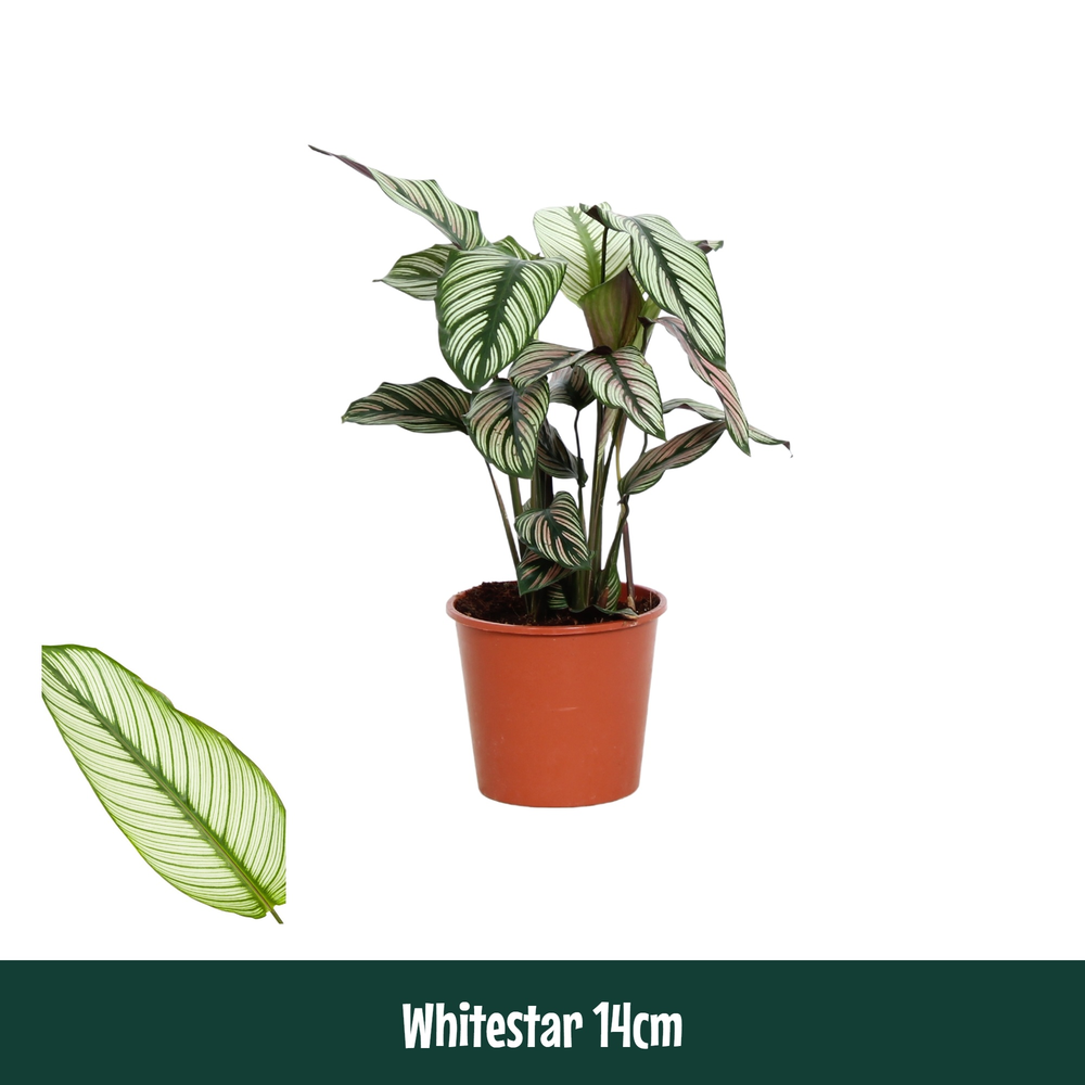 Calathea 14cm Whitestar.