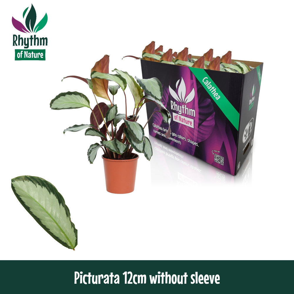 Calathea 12cm Picturata Rhythm of Nature zonder ho.