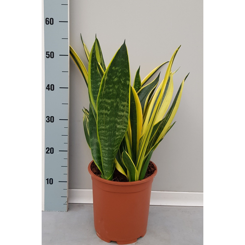 Sanseveria Goldflame 21cm.