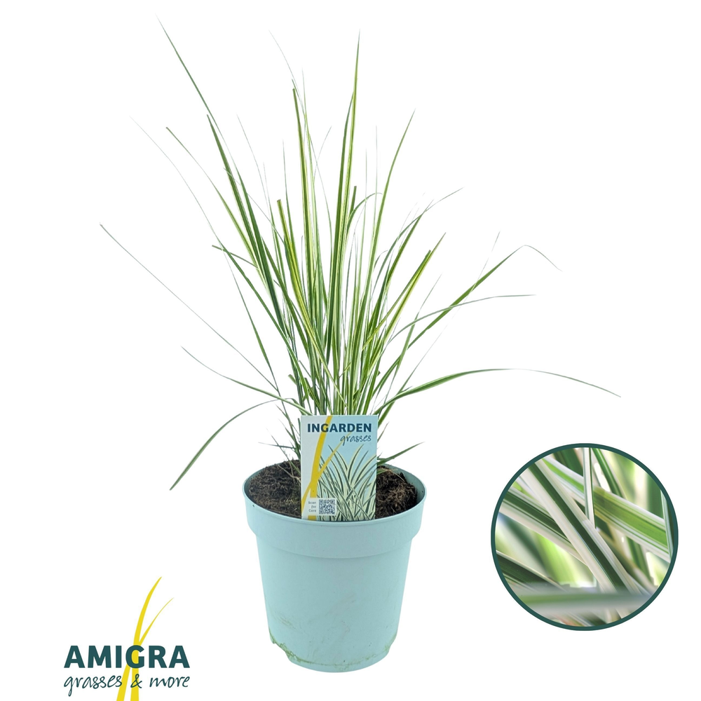 Calamagrostis accutiflora 'Overdam'.