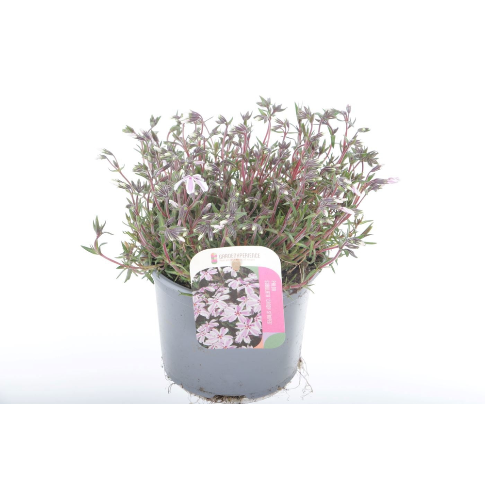 Phlox subulata candy stripes.