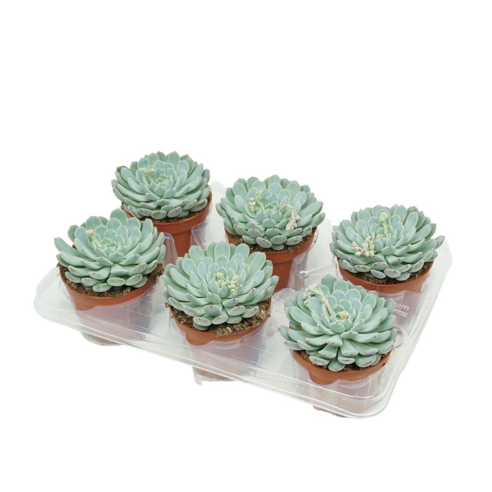 Echeveria texensis hybride 10,5 cm.