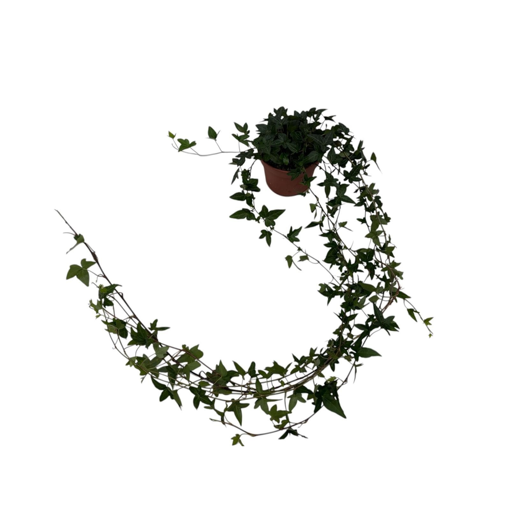 Hedera helix Shamrock - medium long.