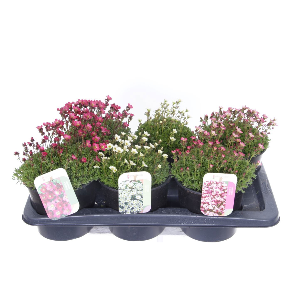 Saxifraga mix in tray.
