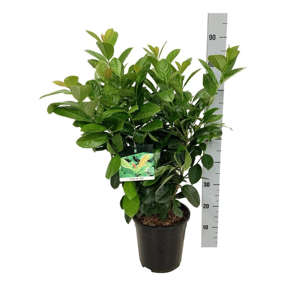 Prunus laur. 'Etna'.