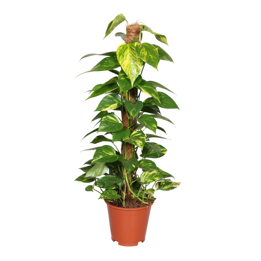 Epipremnum pinnatum mosstok 80cm Scindapsus.