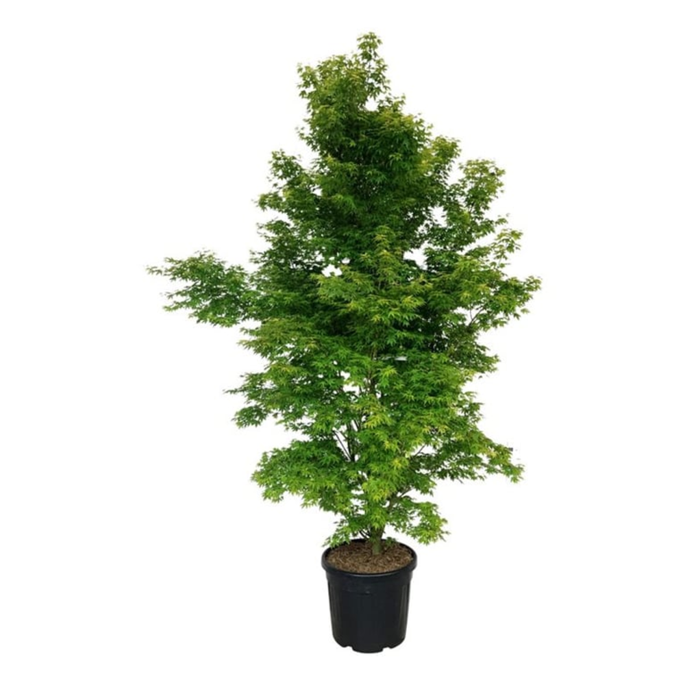 Acer pal. 'Tsukasa Silhouette' PBR.